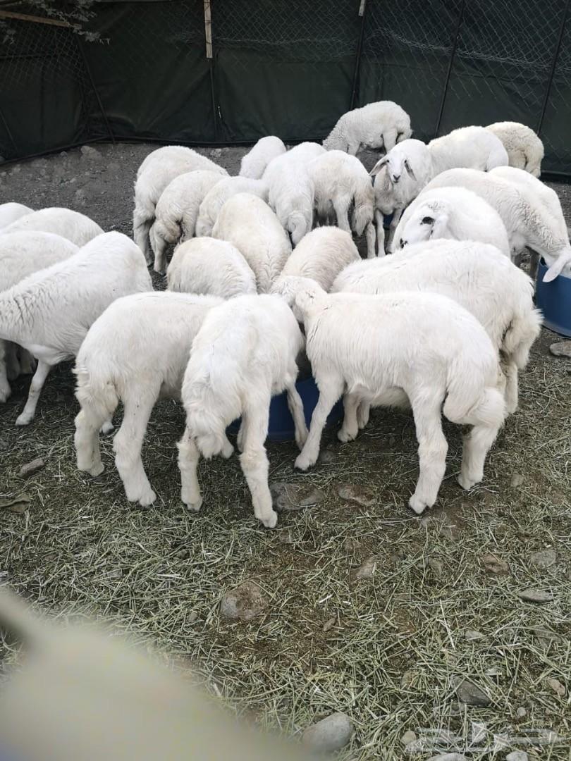 قريبا جايه طليان سرحه من الديره طيبات
