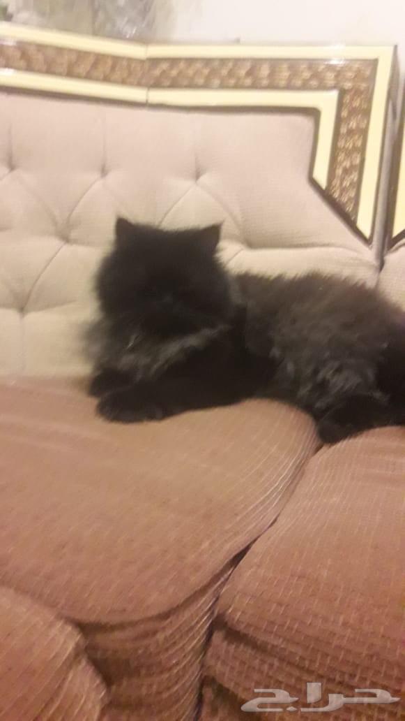 قطط جميله خوارج سلالات نادره