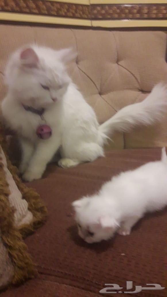 قطط جميله خوارج سلالات نادره