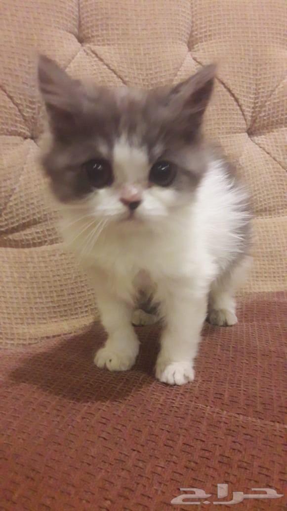 قطط جميله خوارج سلالات نادره