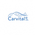 Carvital SrlRoma - 