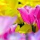 Elisa Durizzotto
