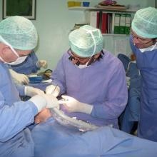 Ingrandire l'immagine: Davide Albanese, dentista Milano