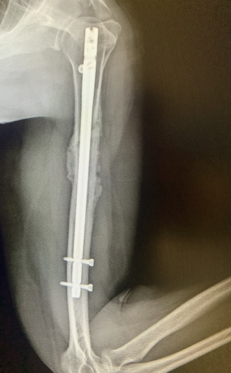 Francesco Tancredi-10