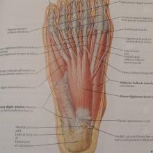 Ingrandire l'immagine: Valentina D'Agnano, podologo Como