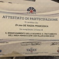 Ingrandire l'immagine: certificate 2