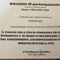 Ingrandire l'immagine: certificate 26