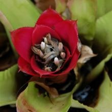 Ingrandire l'immagine: Monica Viotto, omeopata Torino