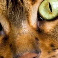 Ingrandire l'immagine: Giuseppe Molinari, oculista Alessandria