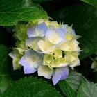 Prof.ssa Gabriella Cadoni