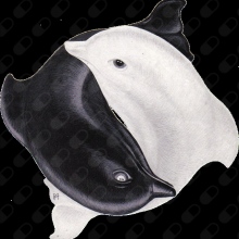 Studio di Medicine Parallele