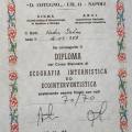 Ingrandire l'immagine: certificate 4