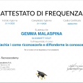 Ingrandire l'immagine: certificate 11