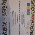 Ingrandire l'immagine: certificate 6