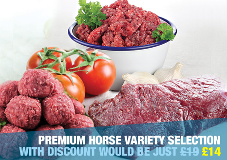 Premium Horse Variety Selection