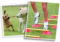 dog walking and fitness