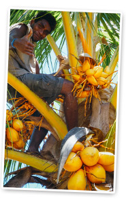 coconut sourcing