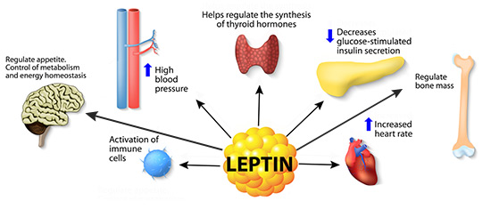 Leptin Graph
