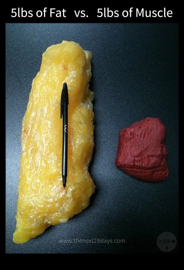 Fat vs Muscle