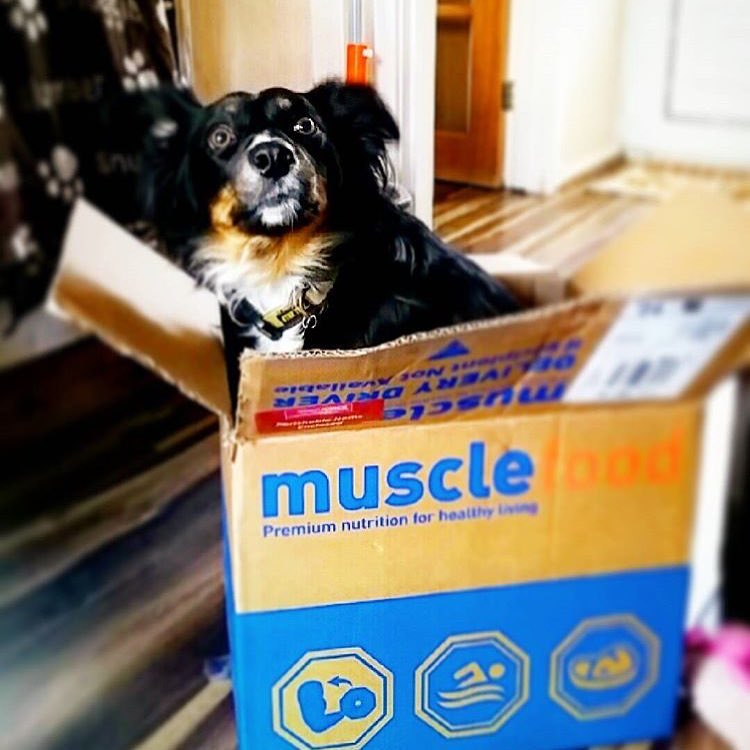 Dog in a Muscle Food box