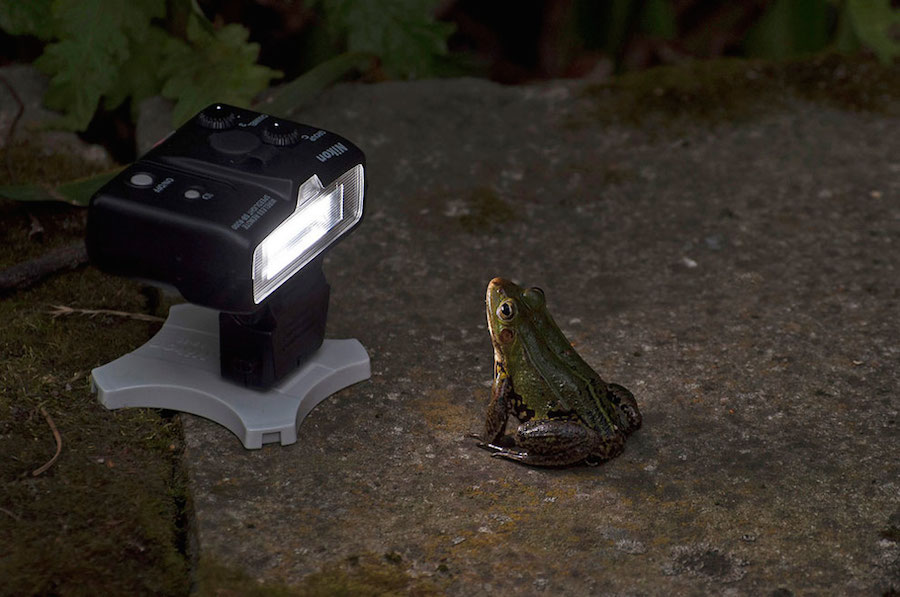 2016-comedy-wildlife-photography-awards-winners-9.jpg
