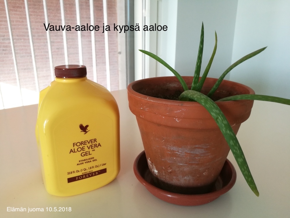 Aloe Vera Gel 10.5.2018 blogi.jpeg