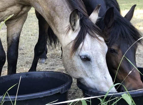 Md b sta kompisar dricker tillsammans