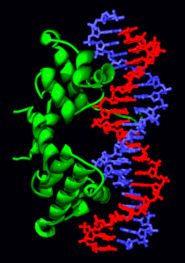 The lambda repressor helix-turn-helix transcription factor bound to its DNA target.