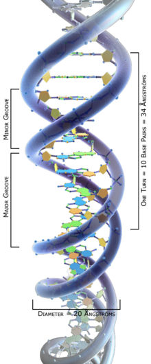The structure of part of a DNA double helix.