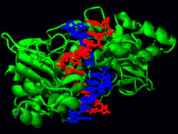 The restriction enzyme EcoRV (green) in a complex with its substrate DNA.