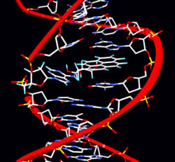 Benzopyrene, the major mutagen in tobacco smoke, in an adduct to DNA.