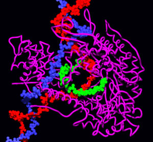 T7 RNA polymerase producing a mRNA (green) from a DNA template (red and blue). The protein is shown as a purple ribbon.