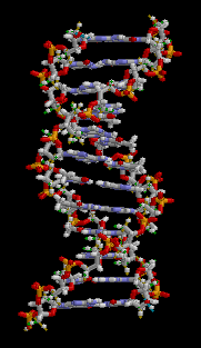 Structure of a section of DNA. The bases lie horizontally between the two spiralling strands.