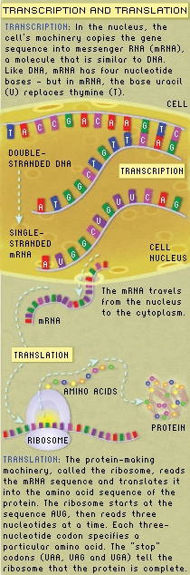 Transcription and translation