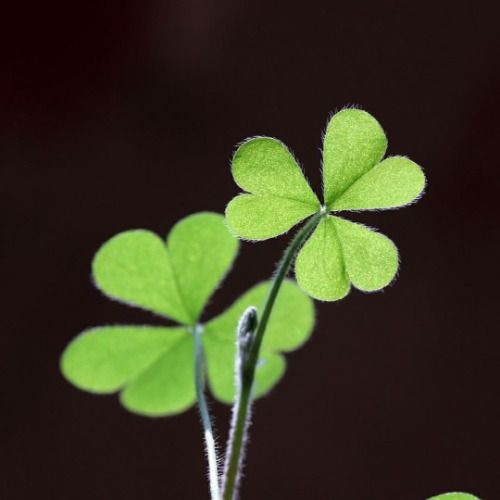 Buy EDM Ghost Production track - Clover