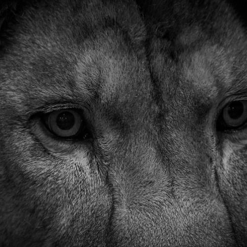 Buy EDM Ghost Production track - HUNTER