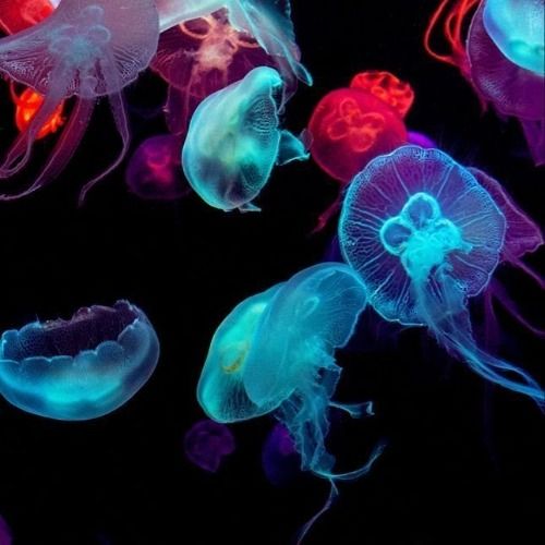 Buy EDM Ghost Production track - Too Many Lies