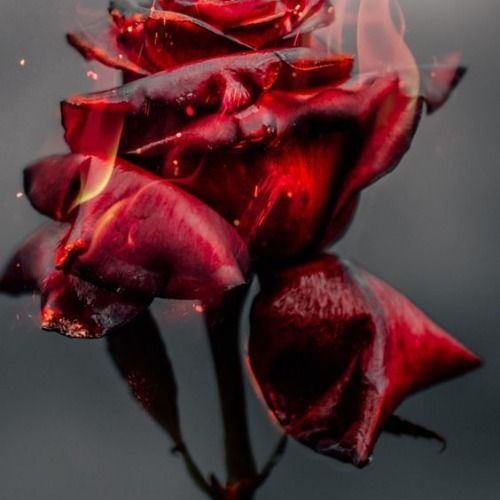 Buy EDM Ghost Production track - Burn