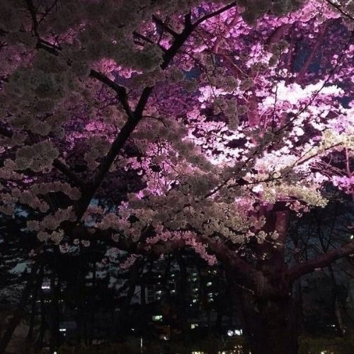 Buy EDM Ghost Production track - Sakura