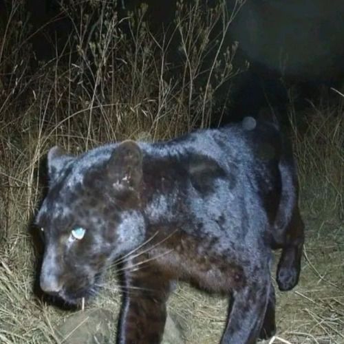 Buy EDM Ghost Production track - KILLA