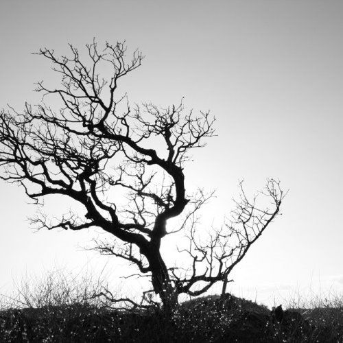 Buy EDM Ghost Production track - Mellodrones