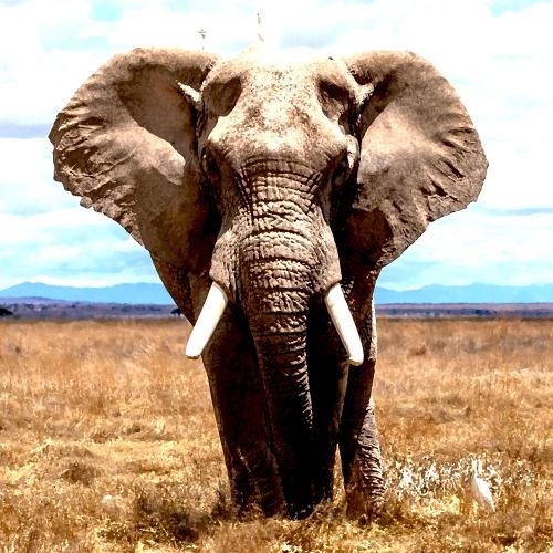 Buy EDM Ghost Production track - Elephant