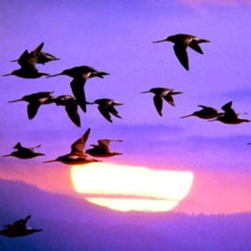 Buy EDM Ghost Production track - Migration