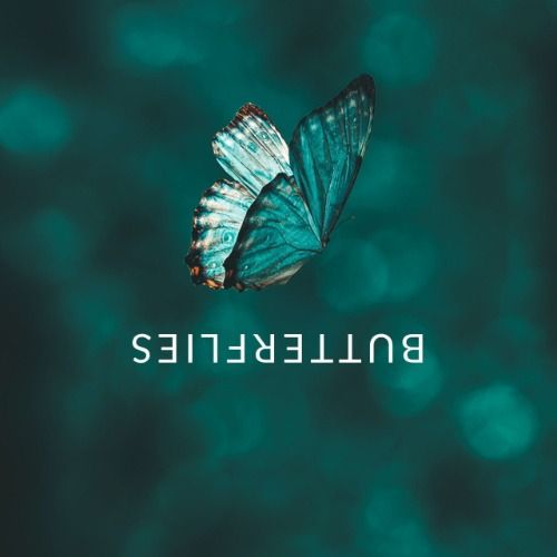 Buy EDM Ghost Production track - Butterflies