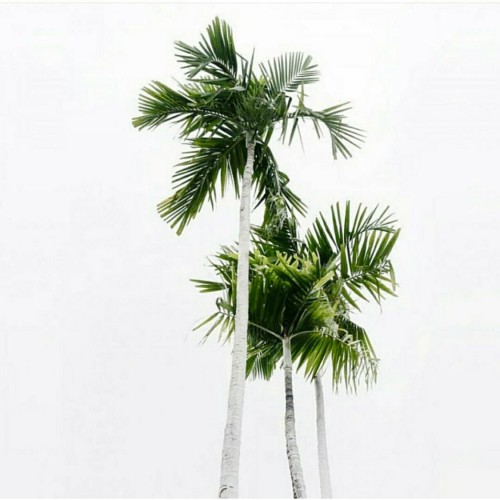 Buy EDM Ghost Production track - Love It