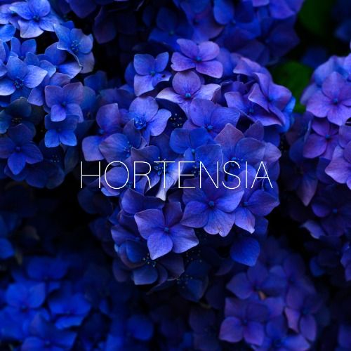Buy EDM Ghost Production track - Hortensia