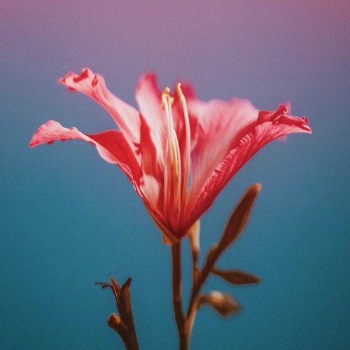 Buy EDM Ghost Production track - Fiesta