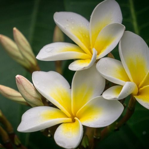 Buy EDM Ghost Production track - Plumeria