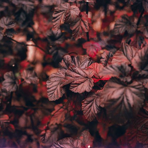 Buy EDM Ghost Production track - Plazmorez Prog King