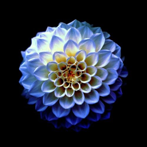 Buy EDM Ghost Production track - Dahlia